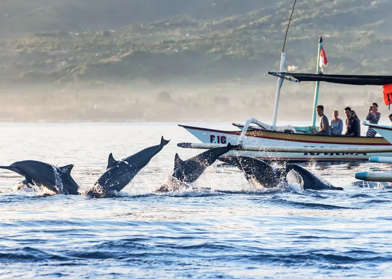 Fullday Dolphin Tour Bedugul Tanah Lot