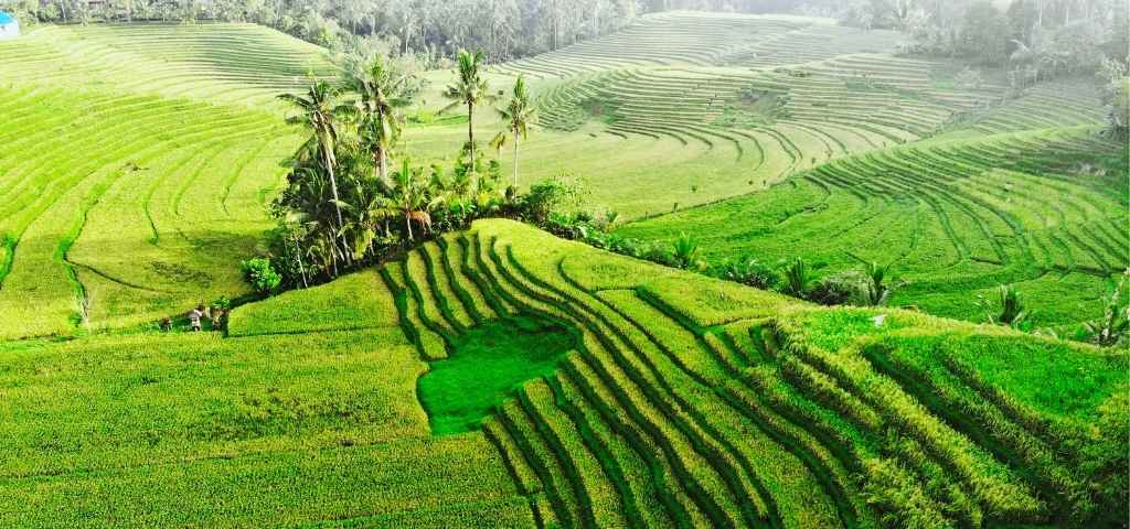 Jatiluwih